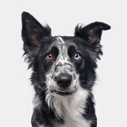Photographie, Border Collie (M), Randal Ford