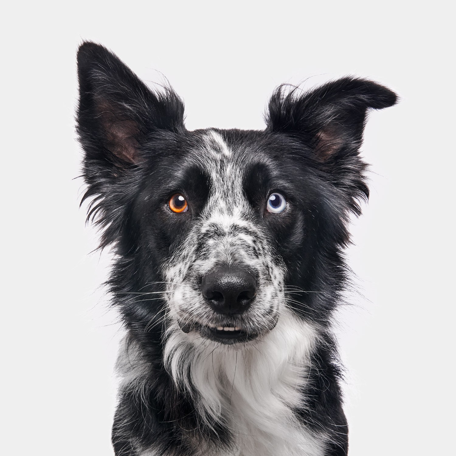 Randal Ford, Border Collie (M) Randal Ford, Border Collie (M)