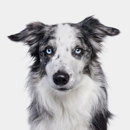 Photographie, Border Collie II (M), Randal Ford
