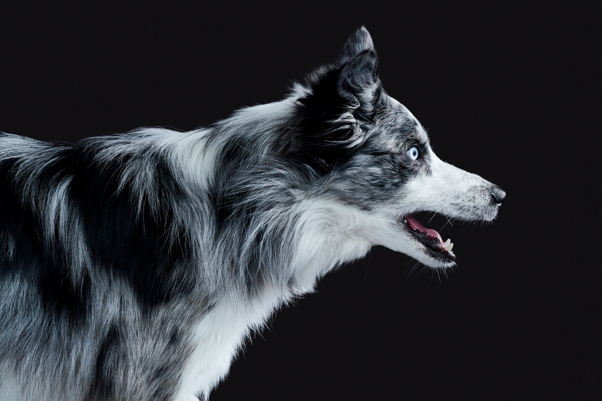 Randal Ford, Border Collie III (S) Randal Ford, Border Collie III (S)