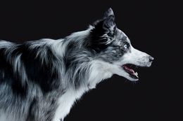 Photographie, Border Collie III (M), Randal Ford