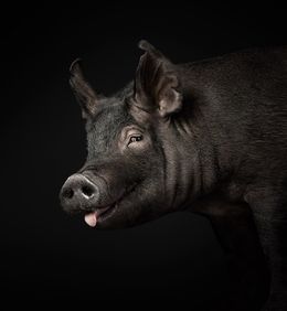 Photographie, Berkshire Pig (S), Randal Ford