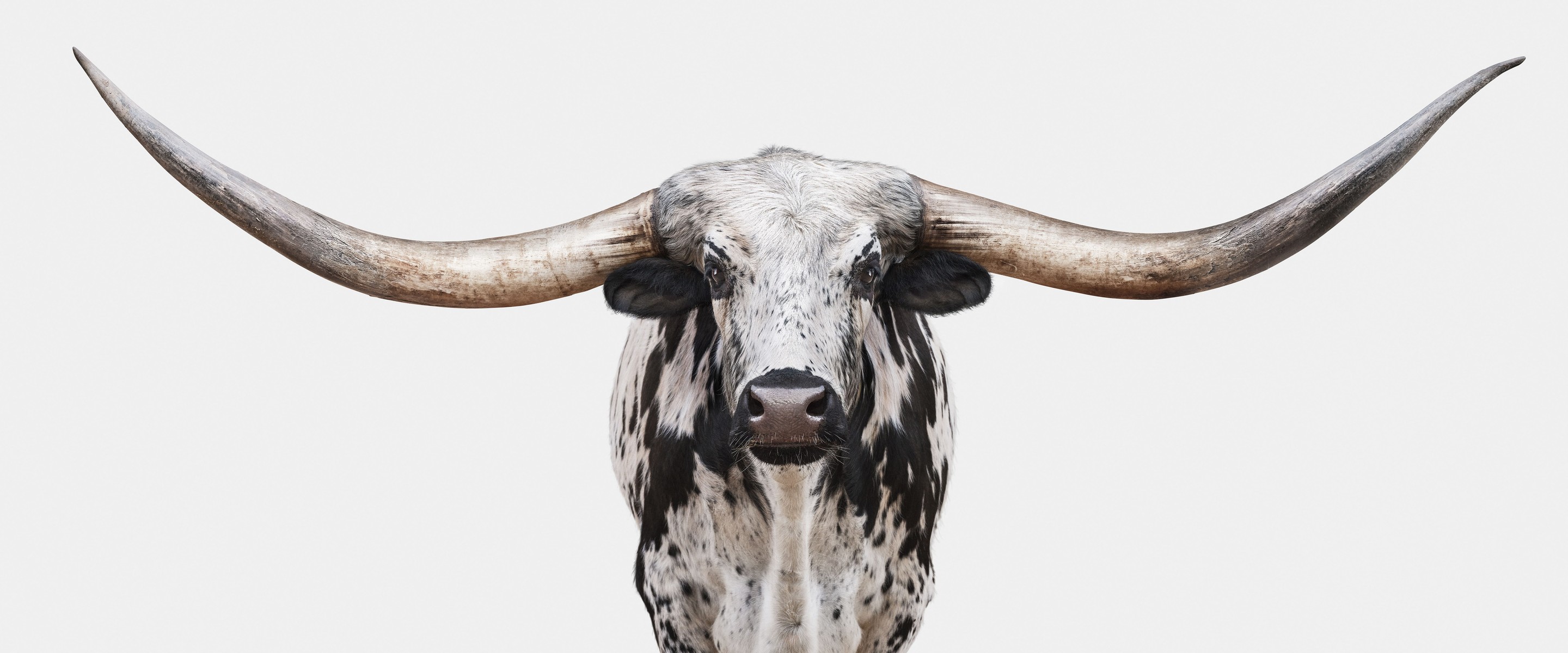 Randal Ford, Dappled Texas Longhorn (S) Randal Ford, Dappled Texas Longhorn (S)