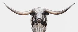 Photographie, Dappled Texas Longhorn (L), Randal Ford