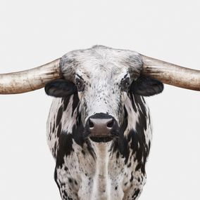 Photographie, Dappled Texas Longhorn (L), Randal Ford