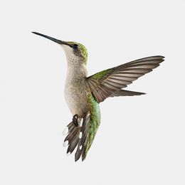 Photographie, Hummingbird in Paris (S), Randal Ford