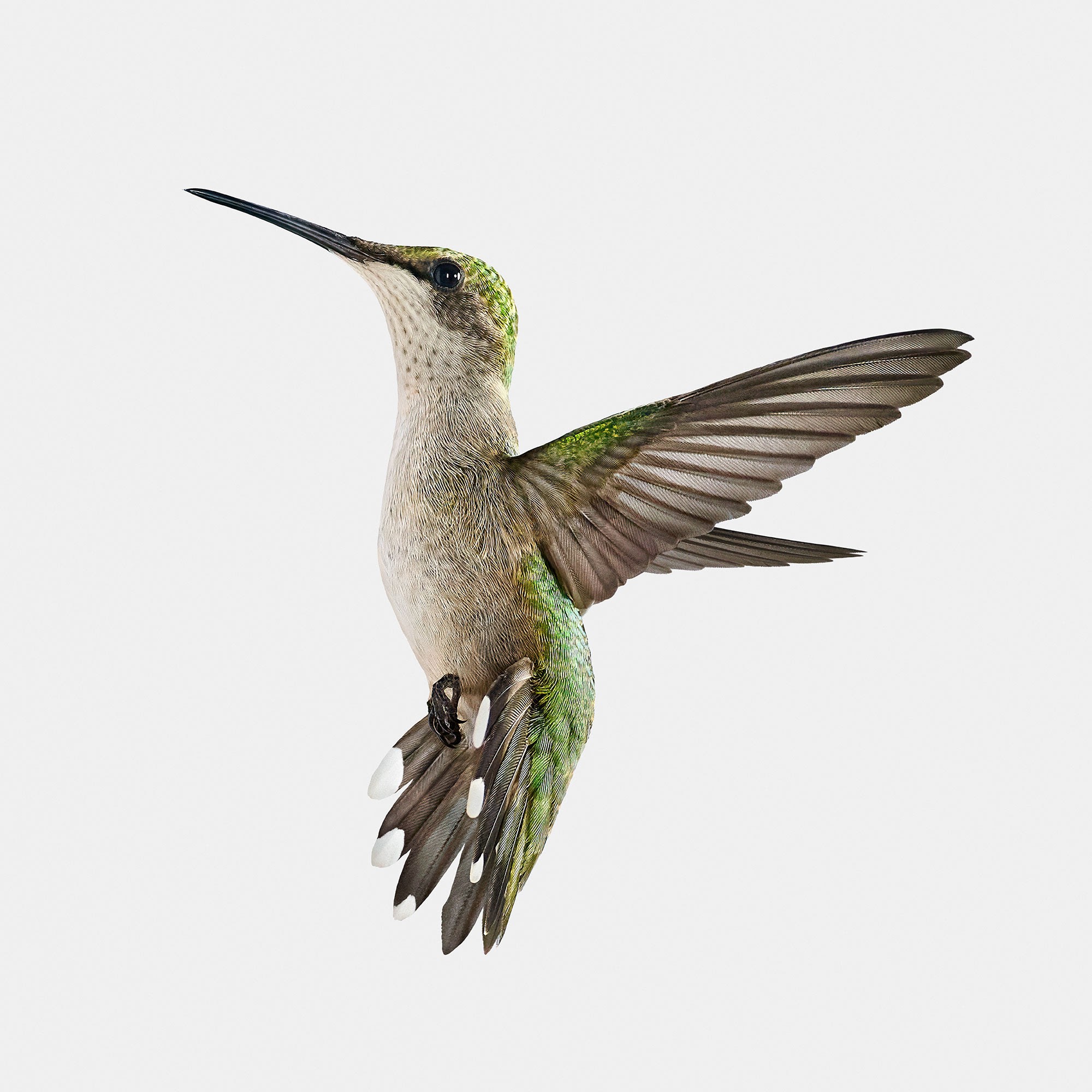 Randal Ford, Hummingbird in Paris (S) Randal Ford, Hummingbird in Paris (S)
