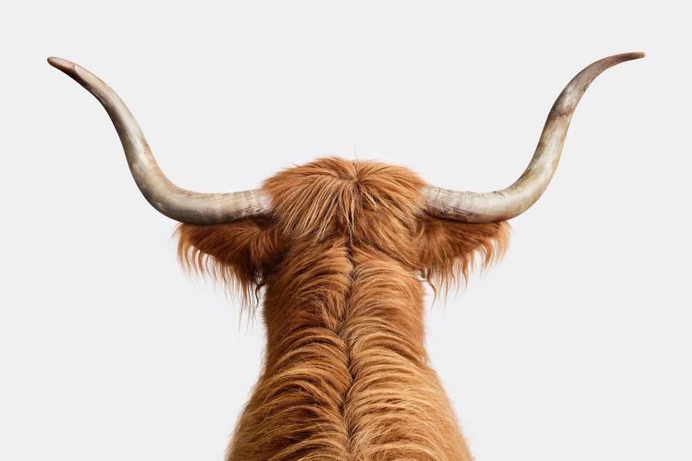Randal Ford, Highland Cow Horns (S) Randal Ford, Highland Cow Horns (S)