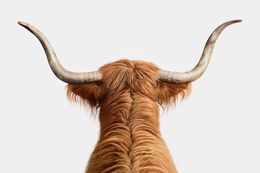 Photographie, Highland Cow Horns (M), Randal Ford