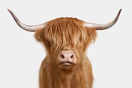 Photographie, Highland Cow (S), Randal Ford