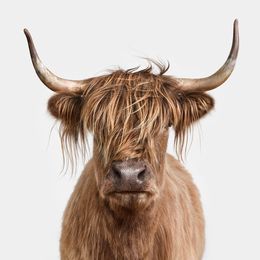 Photographie, Highland Cow (S), Randal Ford