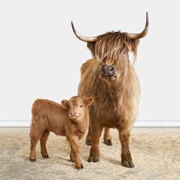 Photographie, Highland Cow and Calf (S), Randal Ford