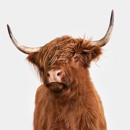 Photographie, Red Highland Cow (M), Randal Ford