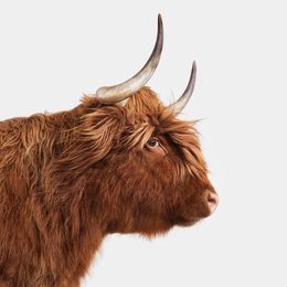 Photographie, Red Highland Cow (S), Randal Ford