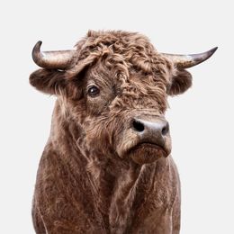 Photographie, High Dex Bull (S), Randal Ford