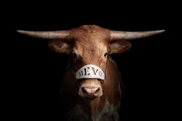 Photographie, Texas Longhorn (M), Randal Ford