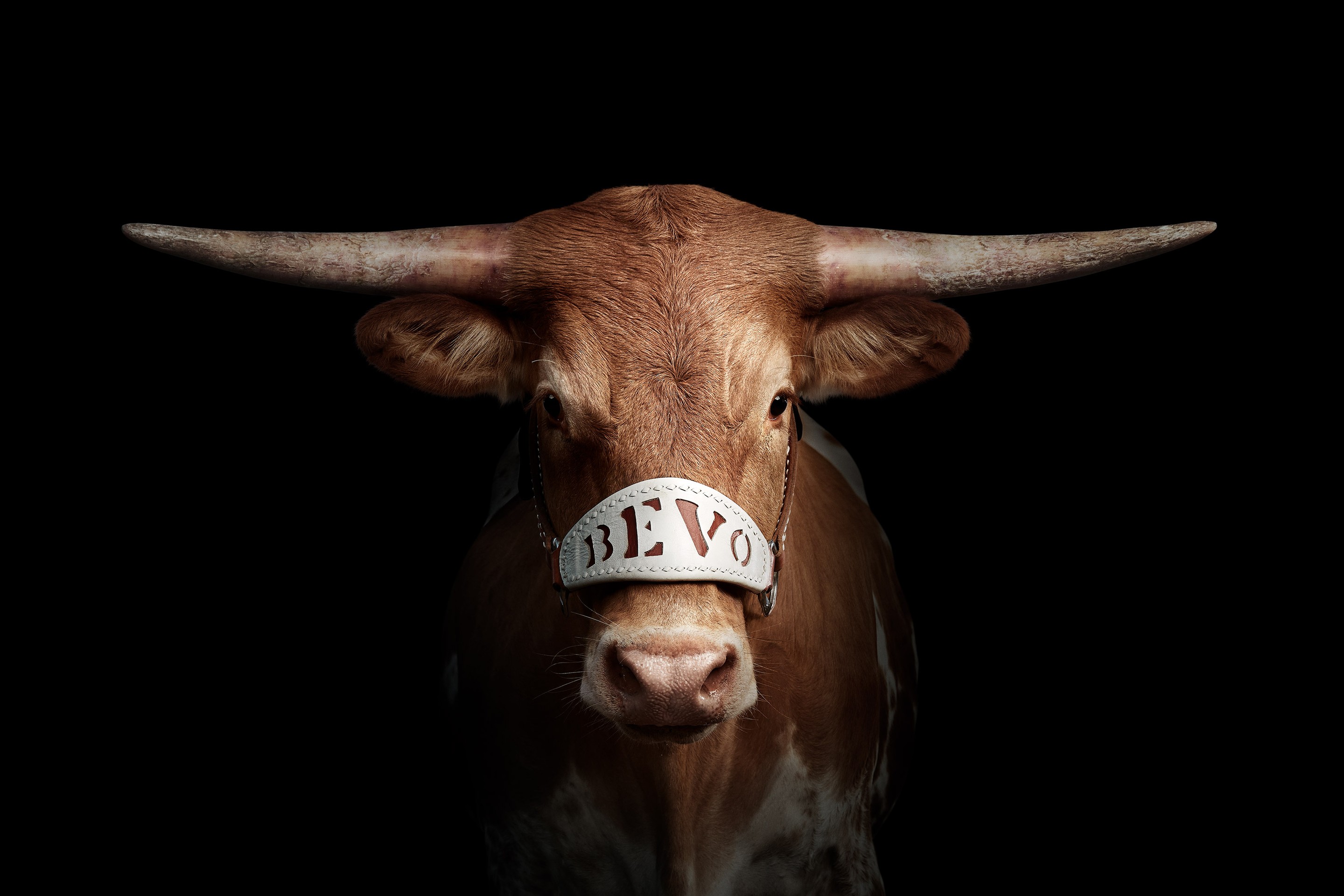Randal Ford, Texas Longhorn (L) Randal Ford, Texas Longhorn (L)