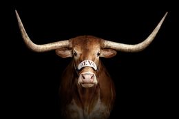 Photographie, Texas Longhorn (S), Randal Ford