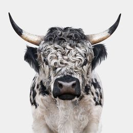 Photographie, High Park Bull (M), Randal Ford