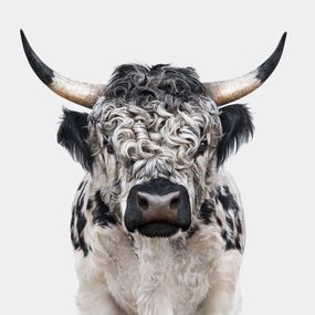 Photographie, High Park Bull (M), Randal Ford