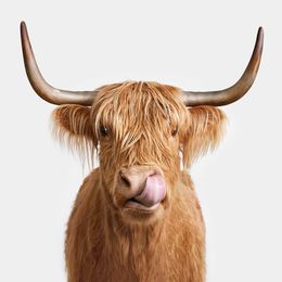 Photographie, Highland Cow (S), Randal Ford