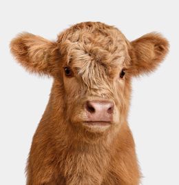 Photographie, Highland Cow (S), Randal Ford