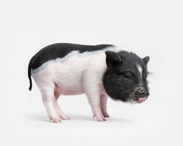 Photographie, Potbellied Piglet (M), Randal Ford