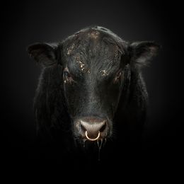 Photographie, Black Angus Bull (S), Randal Ford