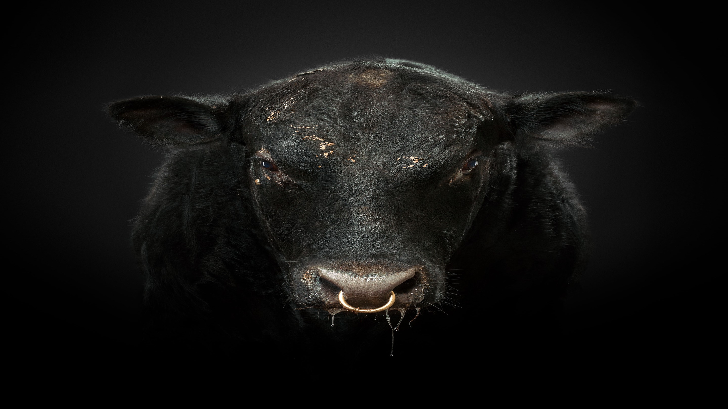 Randal Ford, Black Angus Bull (S) Randal Ford, Black Angus Bull (S)
