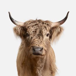 Photographie, Highland Cow (S), Randal Ford