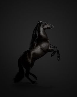 Photographie, Lusitano Horse on Black (M), Randal Ford