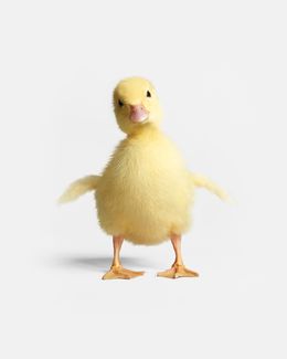 Photographie, Mallard Duckling (M), Randal Ford