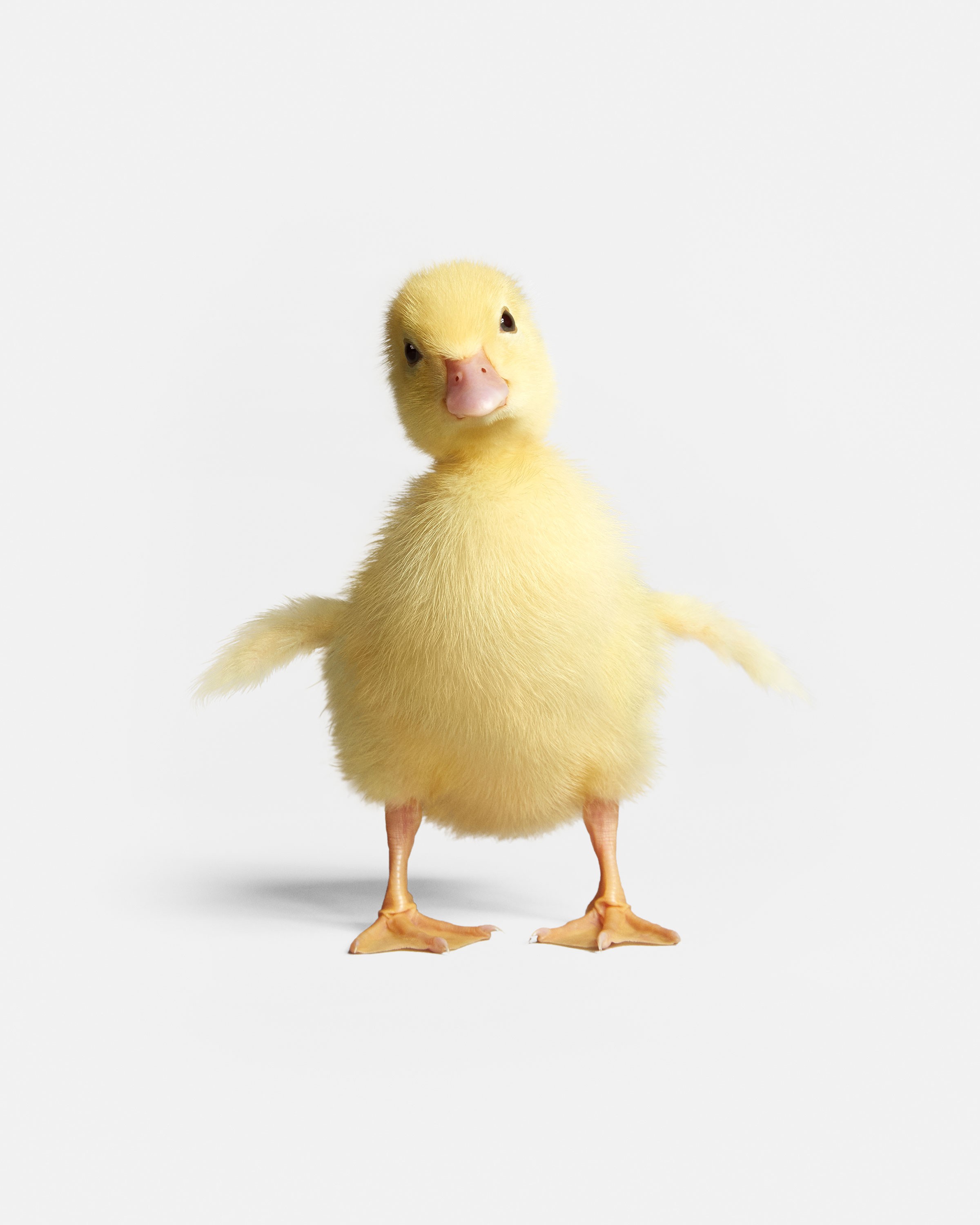Randal Ford, Mallard Duckling (M) Randal Ford, Mallard Duckling (M)