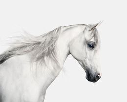 Photographie, White Arabian Horse (S), Randal Ford
