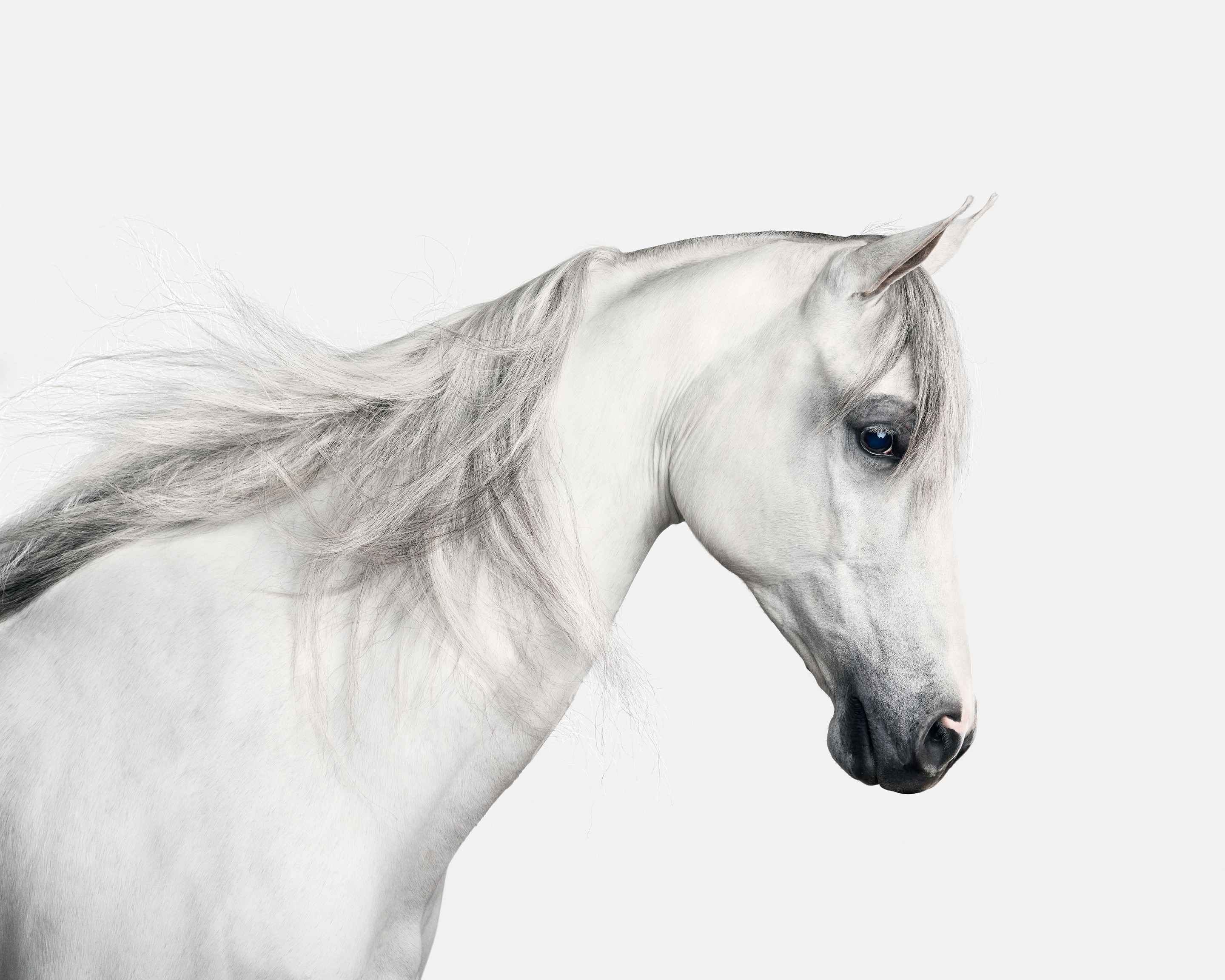 Randal Ford, White Arabian Horse (S) Randal Ford, White Arabian Horse (S)
