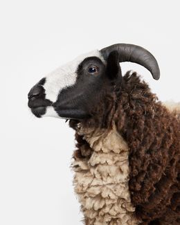 Photographie, Jacob Sheep (S), Randal Ford