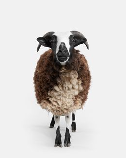 Photographie, Jacob Sheep (S), Randal Ford