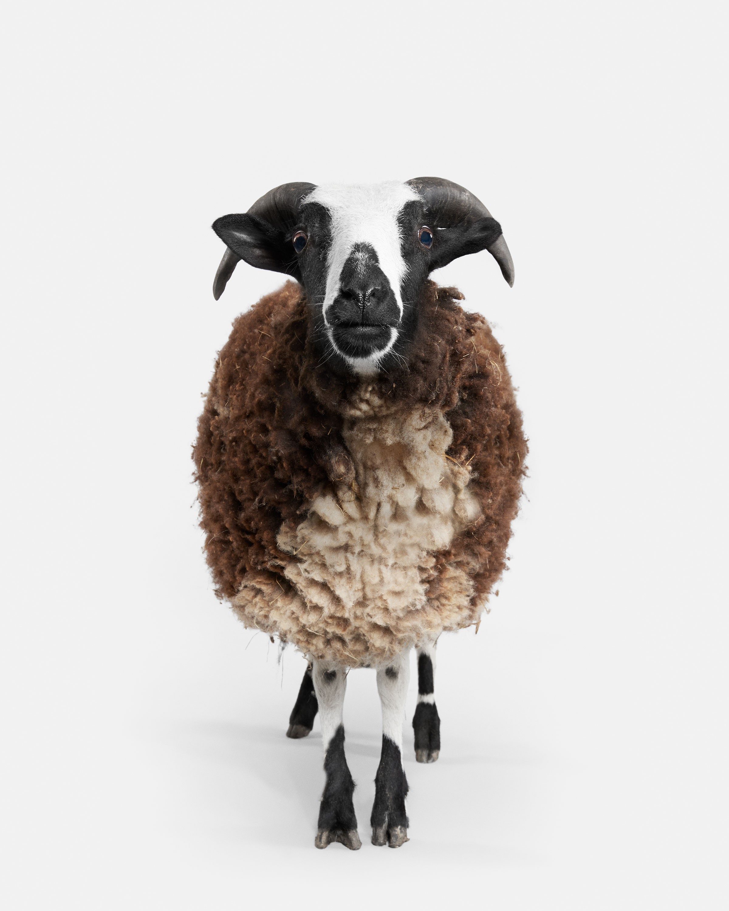 Randal Ford, Jacob Sheep (M) Randal Ford, Jacob Sheep (M)