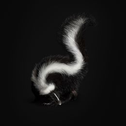 Photographie, Skunk (S), Randal Ford