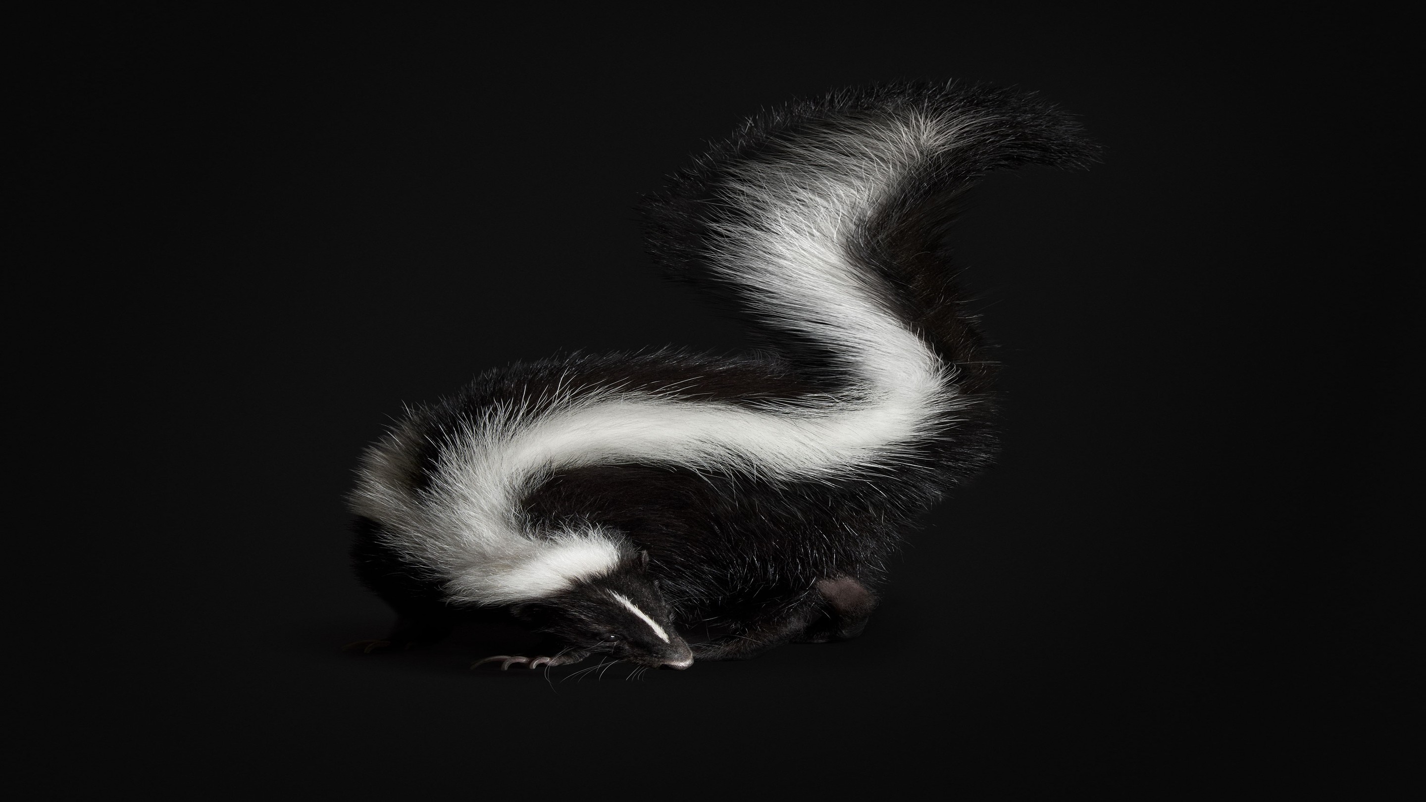 Randal Ford, Skunk (M) Randal Ford, Skunk (M)