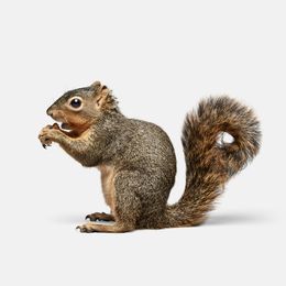 Photographie, Squirrel (S), Randal Ford