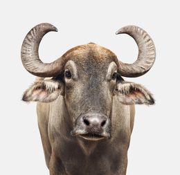 Photographie, Asian Water Buffalo (S), Randal Ford