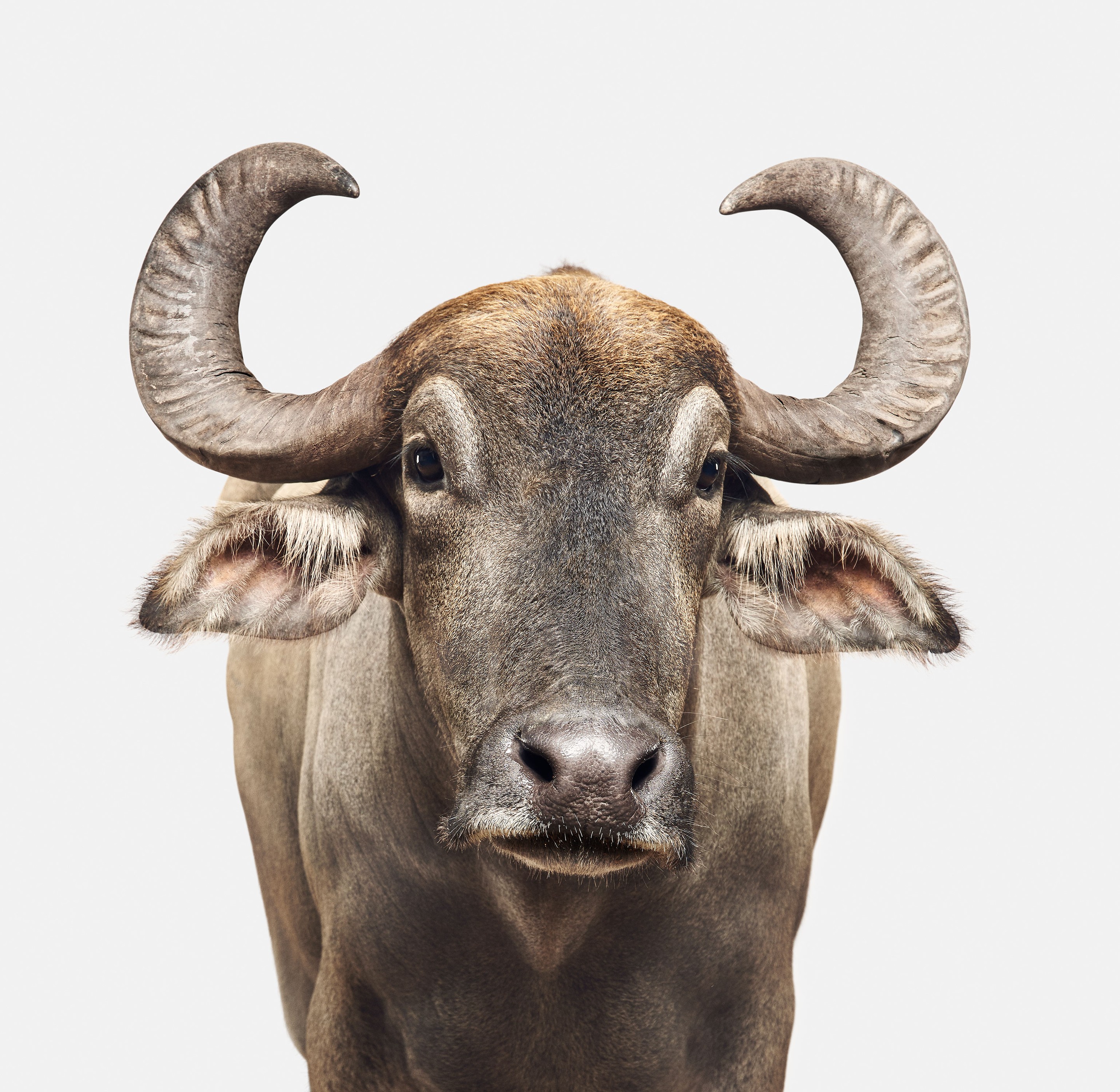 Randal Ford, Asian Water Buffalo (M) Randal Ford, Asian Water Buffalo (M)