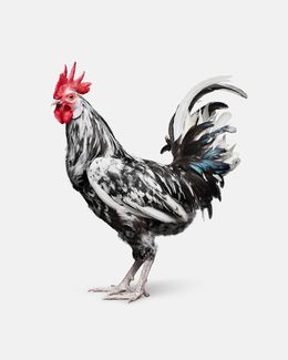 Photographie, Orust Rooster (M), Randal Ford