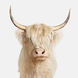 Photographie, Highland Cow (S), Randal Ford