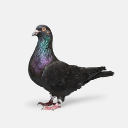 Photographie, Black Pigeon (M), Randal Ford