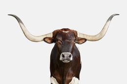 Photographie, Texas Longhorn (M), Randal Ford