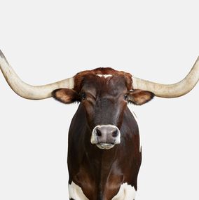 Fotografien, Texas Longhorn (L), Eric Moore