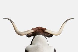 Photographie, Texas Longhorn (S), Randal Ford