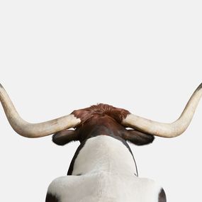 Photography, Texas Longhorn (S), Randal Ford